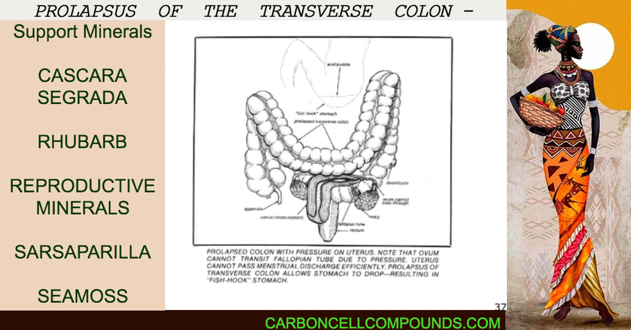 PROLAPSUS OF THE TRANSVERSE COLON
