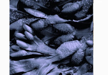 Load image into Gallery viewer, BLADDERWRACK FUCUS MINERAL (Country Origin. France / Jamaica)
