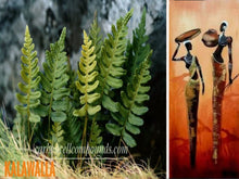 Load image into Gallery viewer, KALAWALLA (Origin. Caribbean Mountains) - | - Next Wild-Pick Apr 24 - | - FREE SHIPPING applies to orders up to 99 Dollars or 50 Pounds.