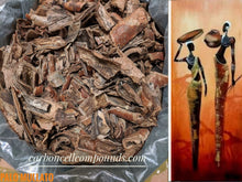 Load image into Gallery viewer, GUMBO-LIMBO | Bursera simaruba |   (Country Origin.  Caribbean Mountains) Free Shipping