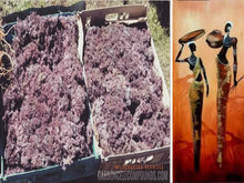Load image into Gallery viewer, PURPLE SEAMOSS (Country of Origin.  Jamaica) Free Shipping