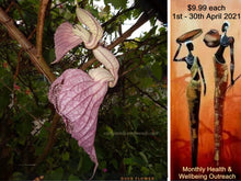Load image into Gallery viewer, x2 DUCK FLOWERS (Aristolochia Grandiflora) - | - @ Only 11.99 US Dollars each - (9.99 Uk Pounds)- | - On our Wellbeing Outreach Program - |