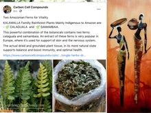 Load image into Gallery viewer, KALAWALLA (Country of Origin.  Jamaica) Free Shipping