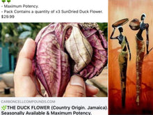 Load image into Gallery viewer, x2 DUCK FLOWERS (Aristolochia Grandiflora) - | - @ Only 9 US Dollars each - (6.69 Uk Pounds)- | - On our Wellbeing Outreach Program - |