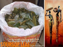 Load image into Gallery viewer, SOURSOP Leaf - Origin. Ghana/Nigeria | - (Next Wild-Pick 30th Dec) - | - FREE SHIPPING applies to orders up to 99 Dollars or 50 Pounds.