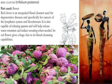 Load image into Gallery viewer, RED Clover Wild Herb Flowers - Origin. East Euro | - FREE SHIPPING applies to orders up to 99 Dollars or 50 Pounds