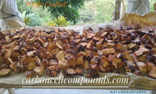Load image into Gallery viewer, SARSAPARILLA ROOTS  (Country of Origin.  Carribean Mountains) Free Shipping