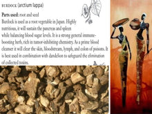 Load image into Gallery viewer, BURDOCK  (Country Origin. E.Asia)  - FREE Domestic Shipping - | - FREE Intn'l Shipping (for orders up to 99 Dollars)