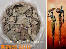 Load image into Gallery viewer, DOGWEED Leaves  (Origin. Carribean Mountains)  - FREE Domestic Shipping - | - FREE Intn'l Shipping (for orders up to 99 Dollars) |