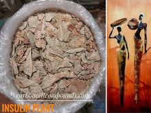 Load image into Gallery viewer, INSULIN PLANT - Origin. Africa &amp; C/S.Americas | - (Wild-Pick  30th Oct) - | - FREE SHiPPING applies to orders up to 99 Dollars or 50 Pounds