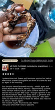 Load image into Gallery viewer, x2 DUCK FLOWERS (Aristolochia Grandiflora) - | - @ Only 9 US Dollars each - (6.69 Uk Pounds)- | - On our Wellbeing Outreach Program - |