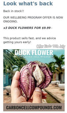 Load image into Gallery viewer, x2 DUCK FLOWERS (Aristolochia Grandiflora) - | - @ Only 9 US Dollars each - (6.69 Uk Pounds)- | - On our Wellbeing Outreach Program - |
