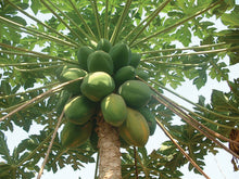 Load image into Gallery viewer, 🌿PAPAYA LEAF (Country Origin. West Africa / Jamaica)