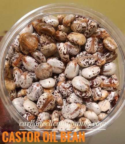 🌿 CASTOR OIL BEAN SEEDS - (Country Origin. Ghana / Nigeria - West African Villages))