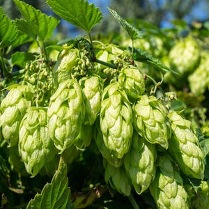 🌿LUPULO (HOPS)  (Origin.  Western. Europe)