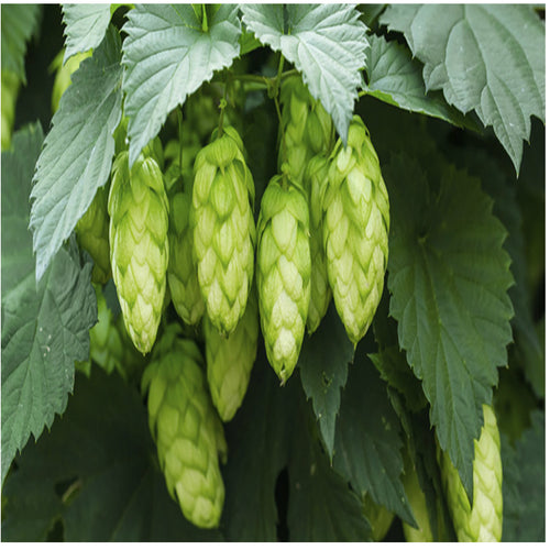 🌿LUPULO (HOPS)  (Origin.  Western. Europe)