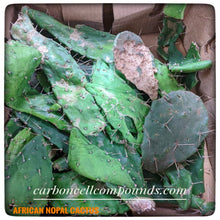 Load image into Gallery viewer, 🌿NOPAL CACTUS - (Origin. South Americas)