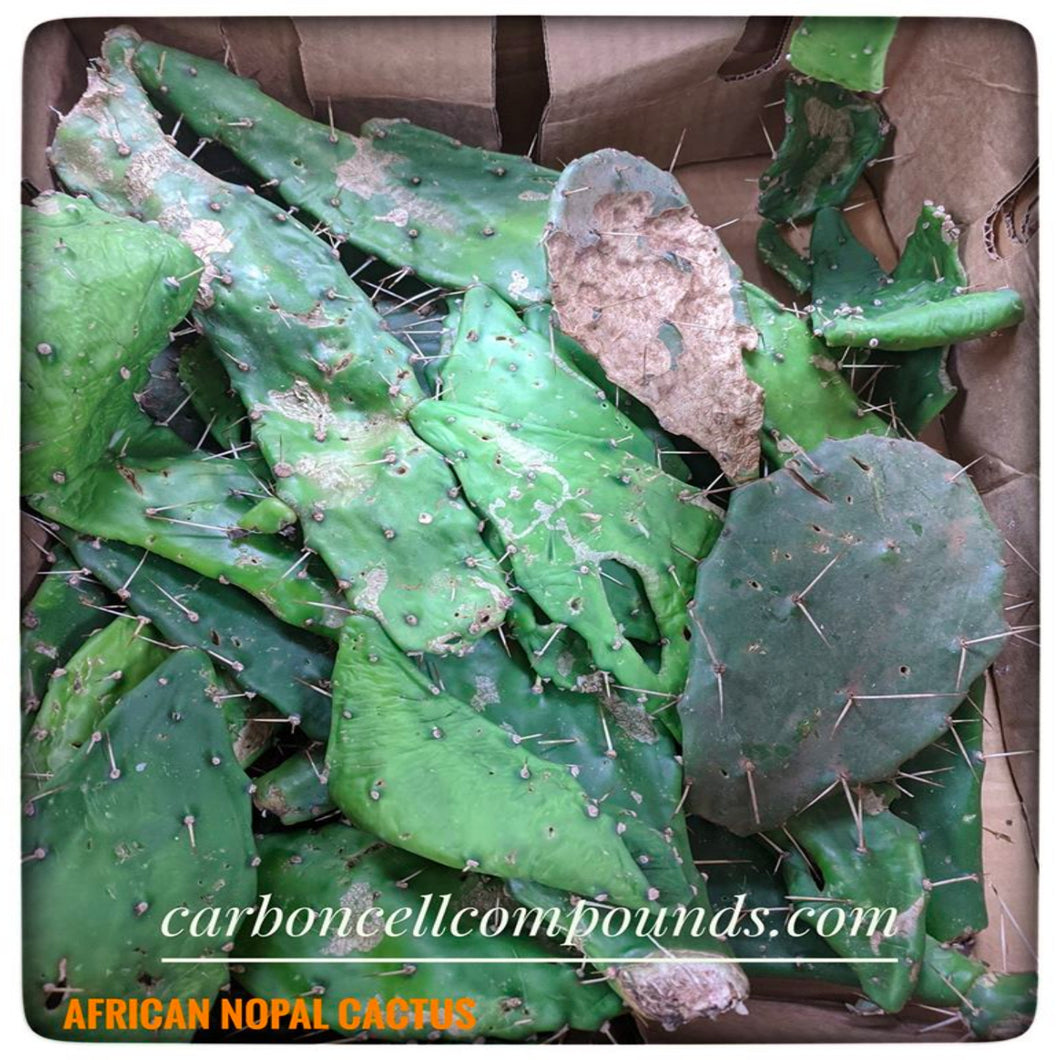 🌿NOPAL CACTUS - (Origin. South Americas)