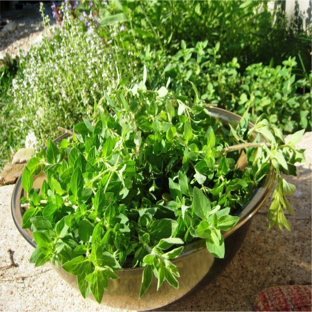 🌿OREGANO LEAVES  (Country Origin. Mexico)