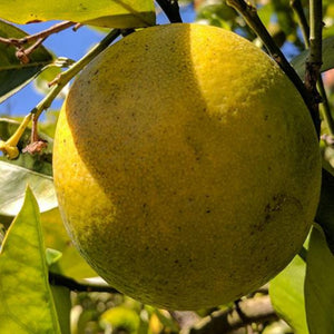 🌿TROPICAL (SOUR ORANGE) LEAVES (Country Origin. Jamaica)