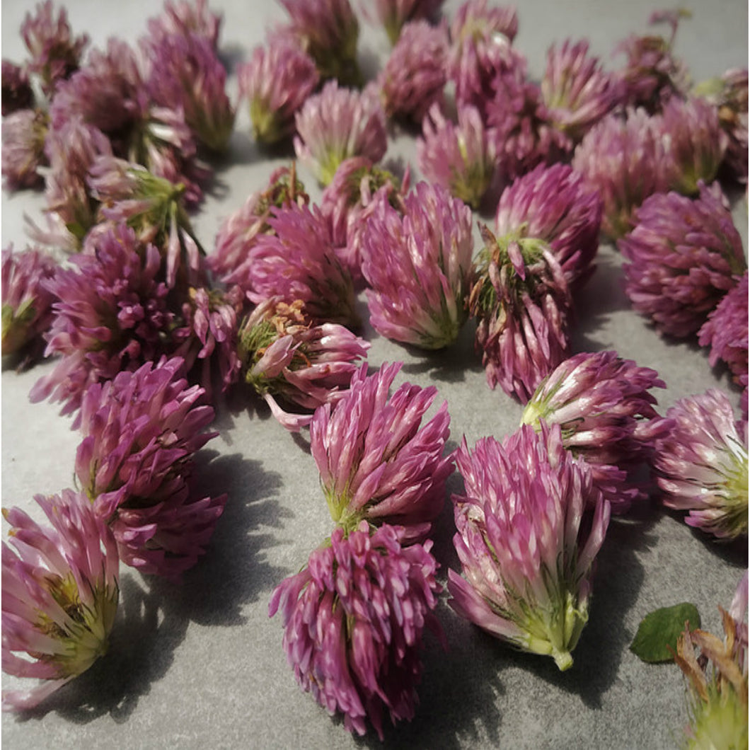 🌿RED CLOVER FLOWERS (Country Origin. Albania)