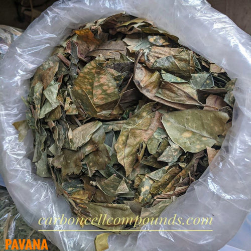 🌿PAVANA PLANT LEAVES (Country Origin. Jamaica) Next Wild-Picking Availability -  Jul 2024