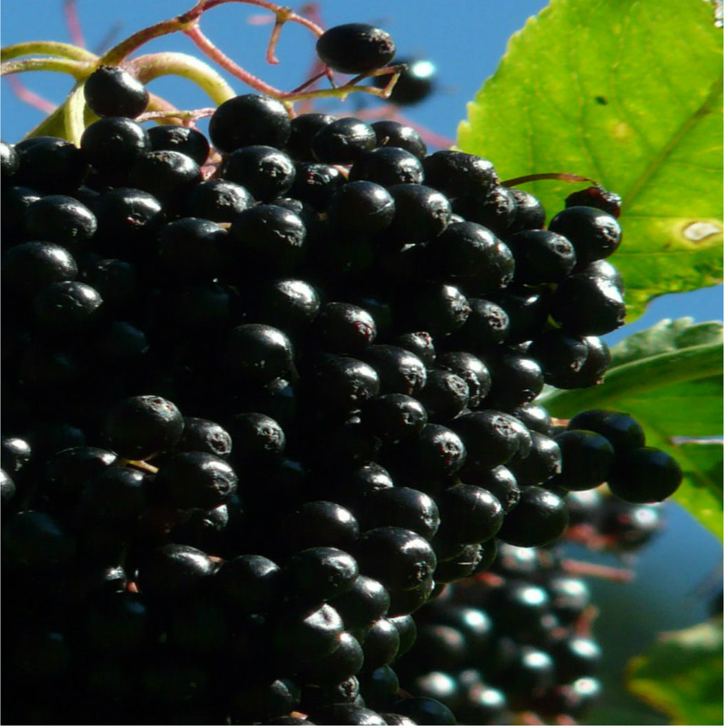 🌿ELDERBERRY SUN-DRIED (Country Origin. East Euro)
