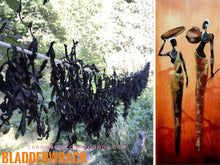 Load image into Gallery viewer, BLADDERWRACK FUCUS (Country Origin. France / Jamaica)
