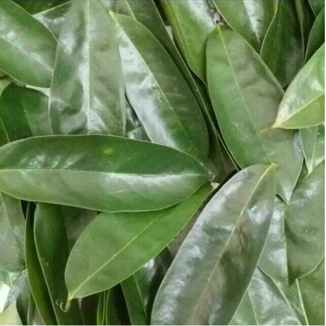 🌿SOURSOP LEAVES (Country Origin. Jamaica)